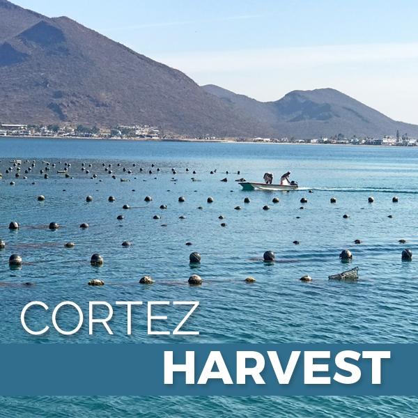 Cortez Harvest
