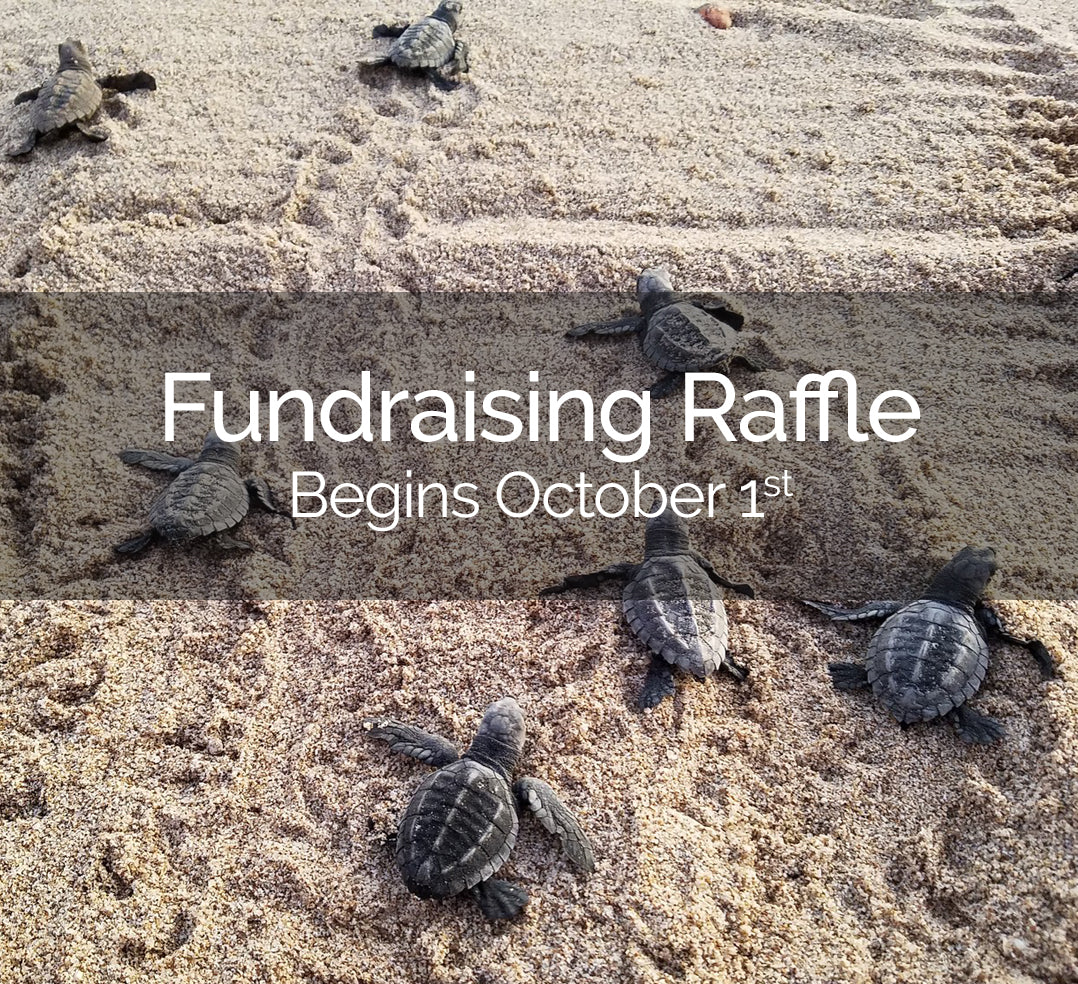 T-minus 5 days! Jewelry for Wildlife Fundraiser