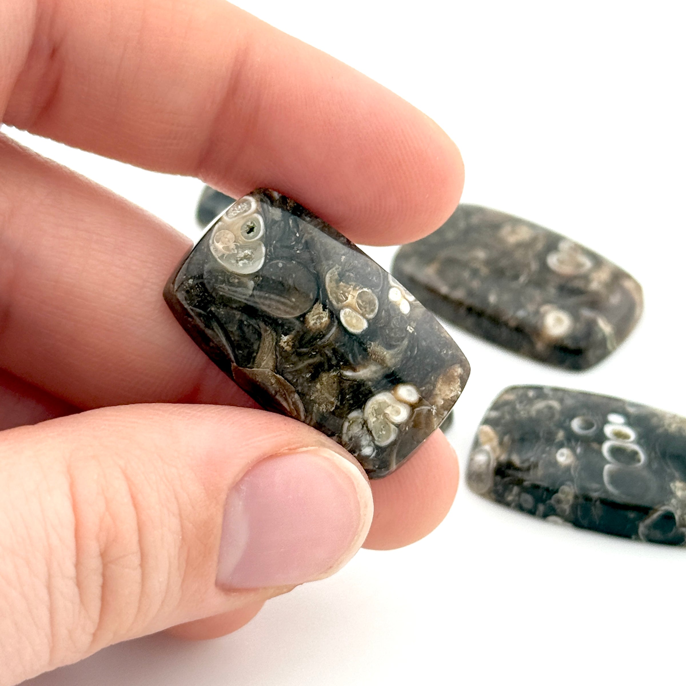 20x12 to 30x17mm Wyoming Turritella Agate Cushion Cabs