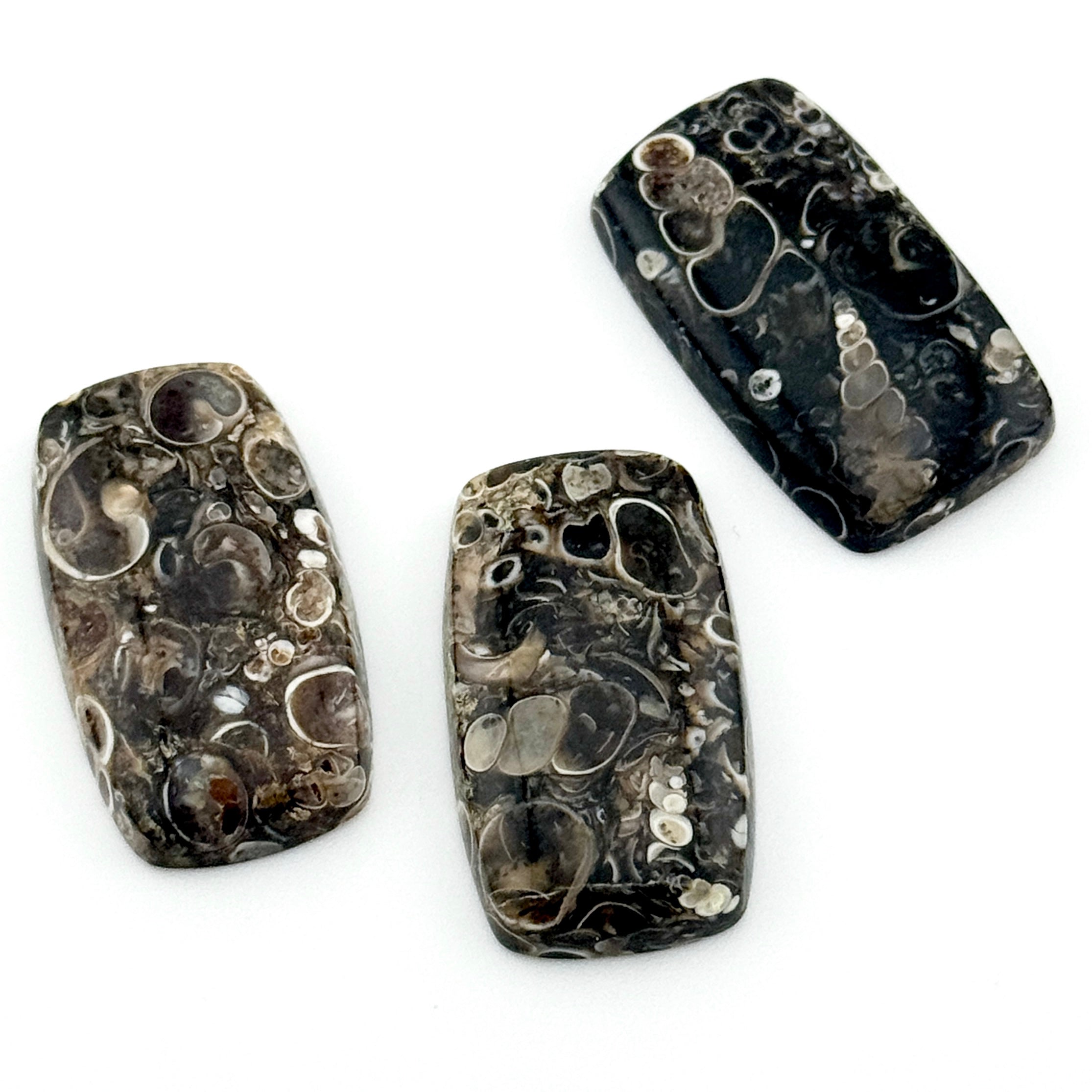 20x12 to 30x17mm Wyoming Turritella Agate Cushion Cabs
