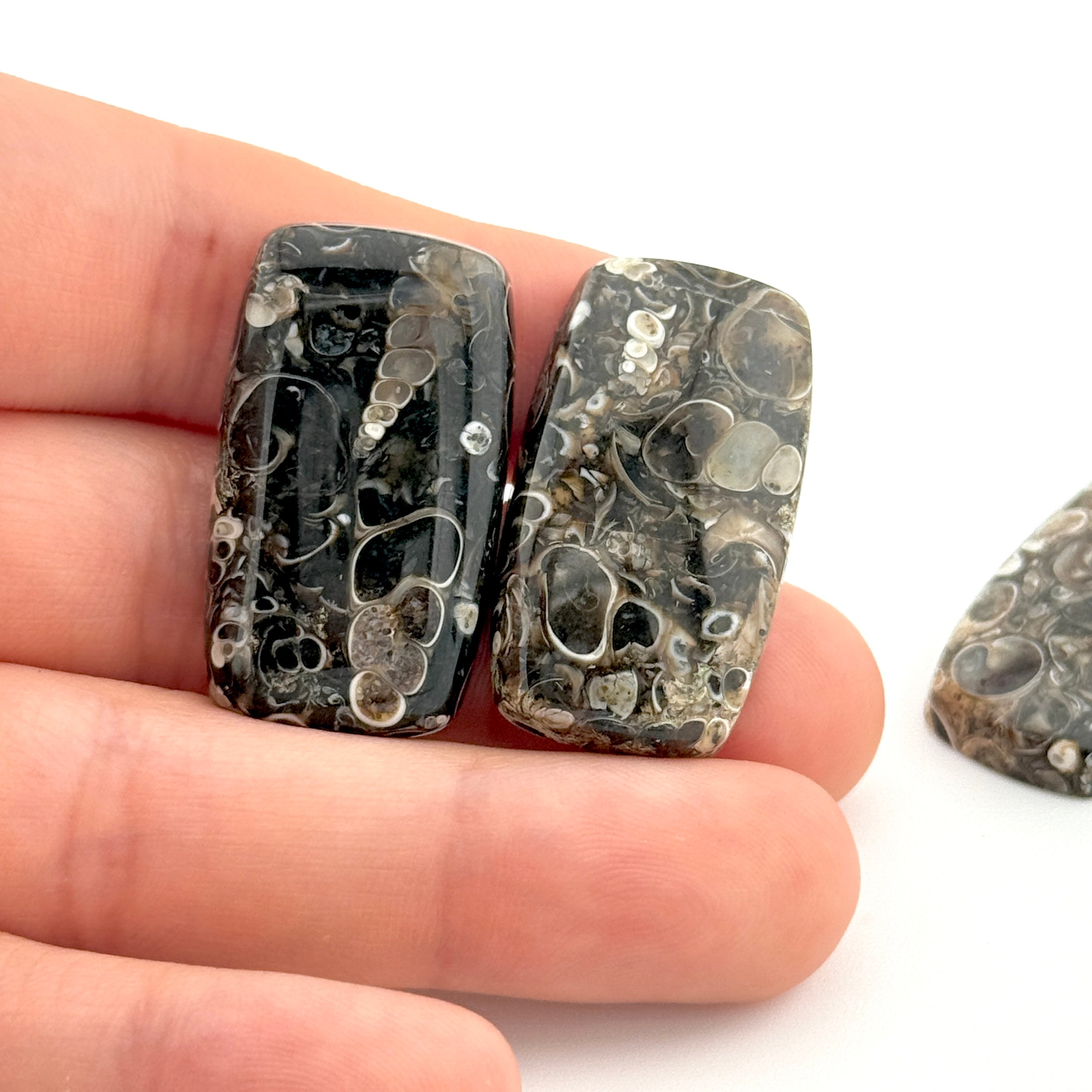 20x12 to 30x17mm Wyoming Turritella Agate Cushion Cabs