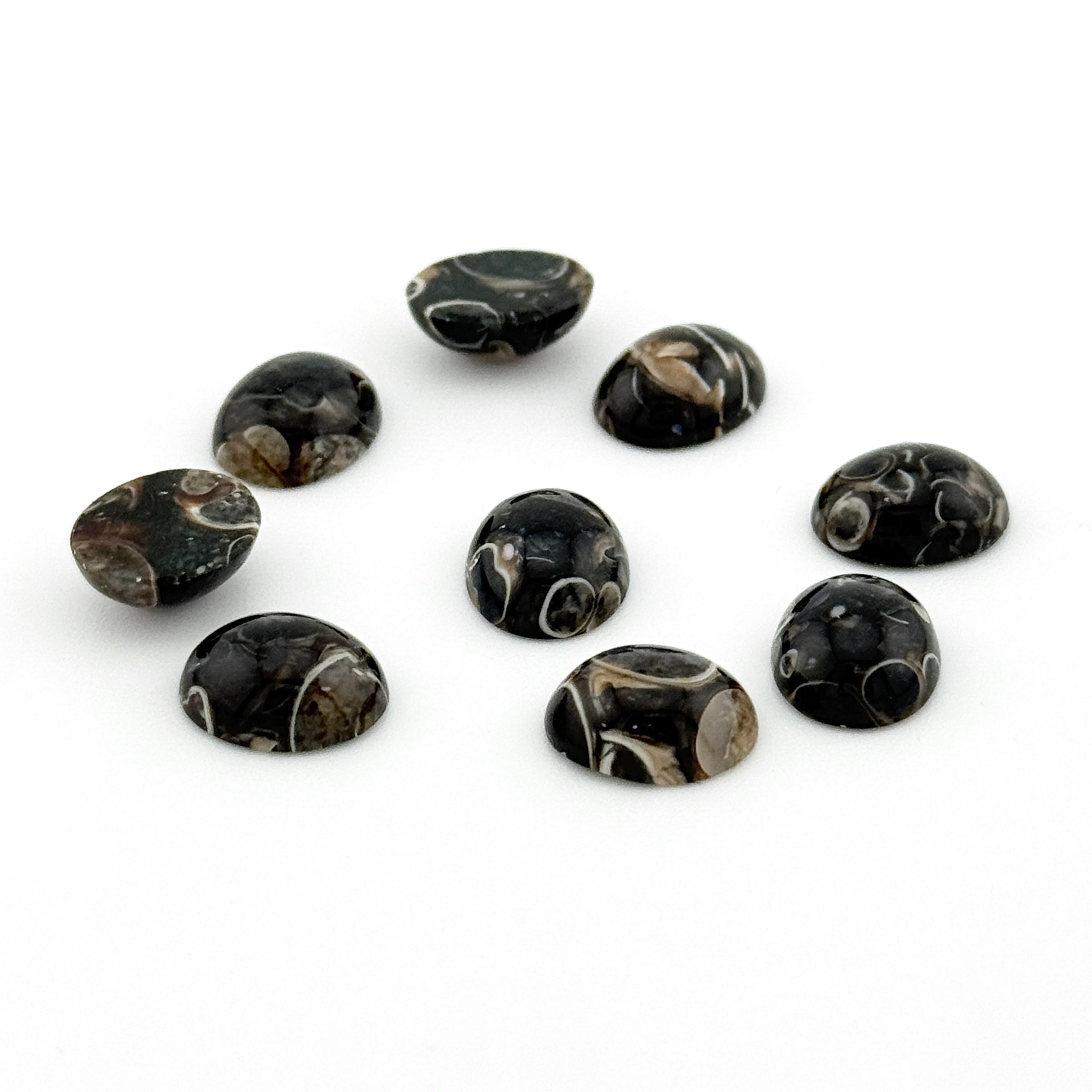 10x8 to 18x13mm Wyoming Turritella Agate Oval Cabs