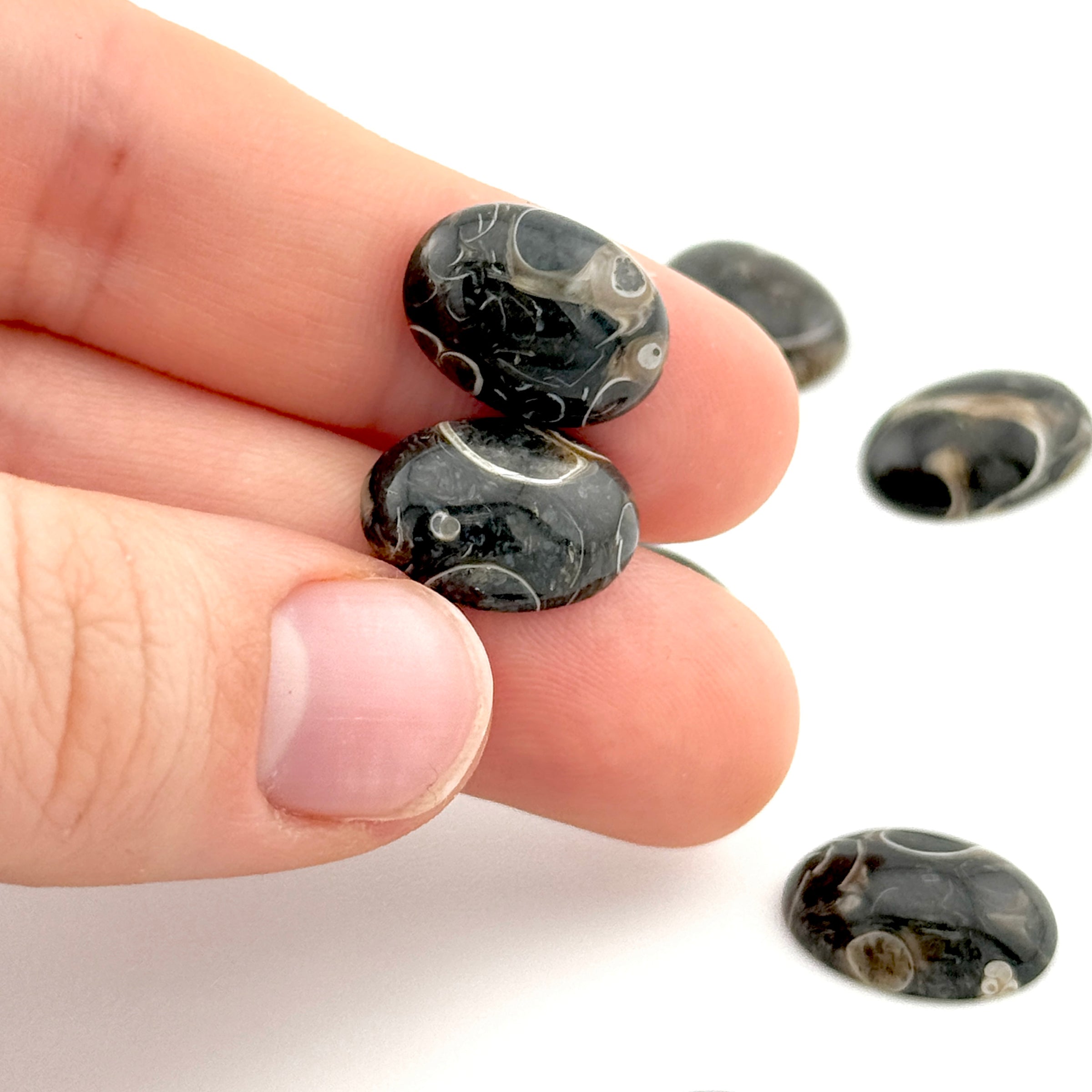 10x8 to 18x13mm Wyoming Turritella Agate Oval Cabs