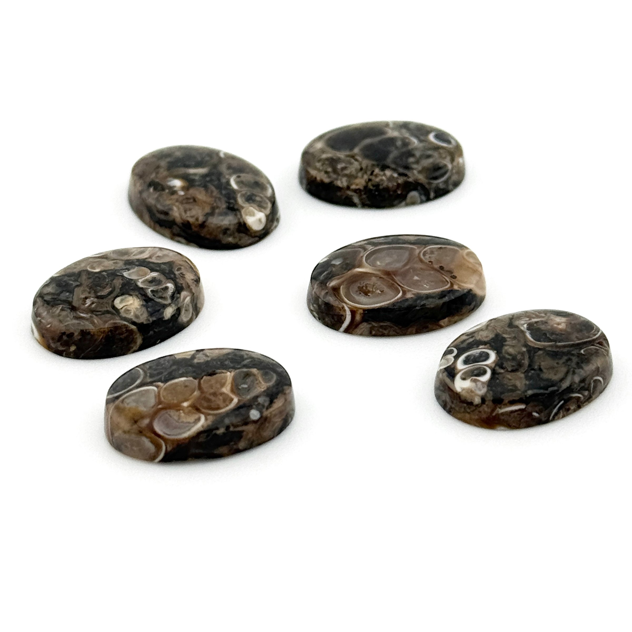 16x12mm Wyoming Turritella Agate Beveled Oval Cabs