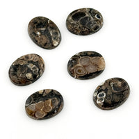 16x12mm Wyoming Turritella Agate Beveled Oval Cabs