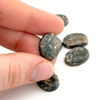 16x12mm Wyoming Turritella Agate Beveled Oval Cabs