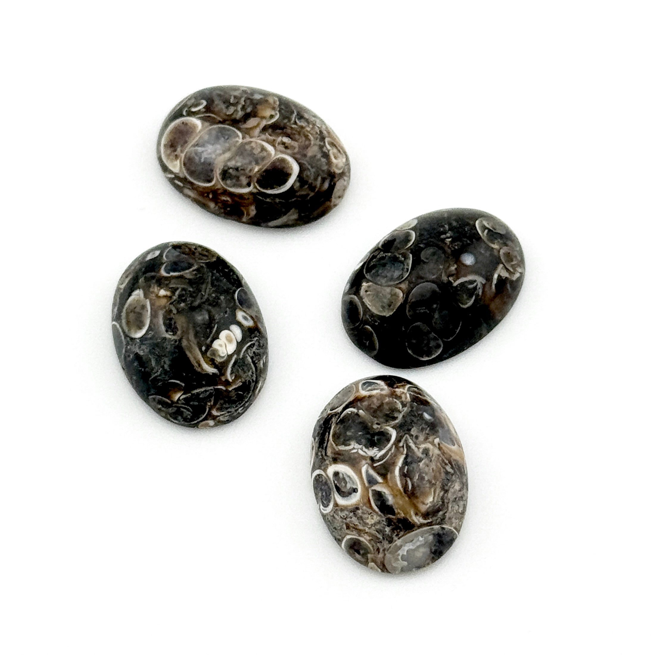 10x8 to 18x13mm Wyoming Turritella Agate Oval Cabs