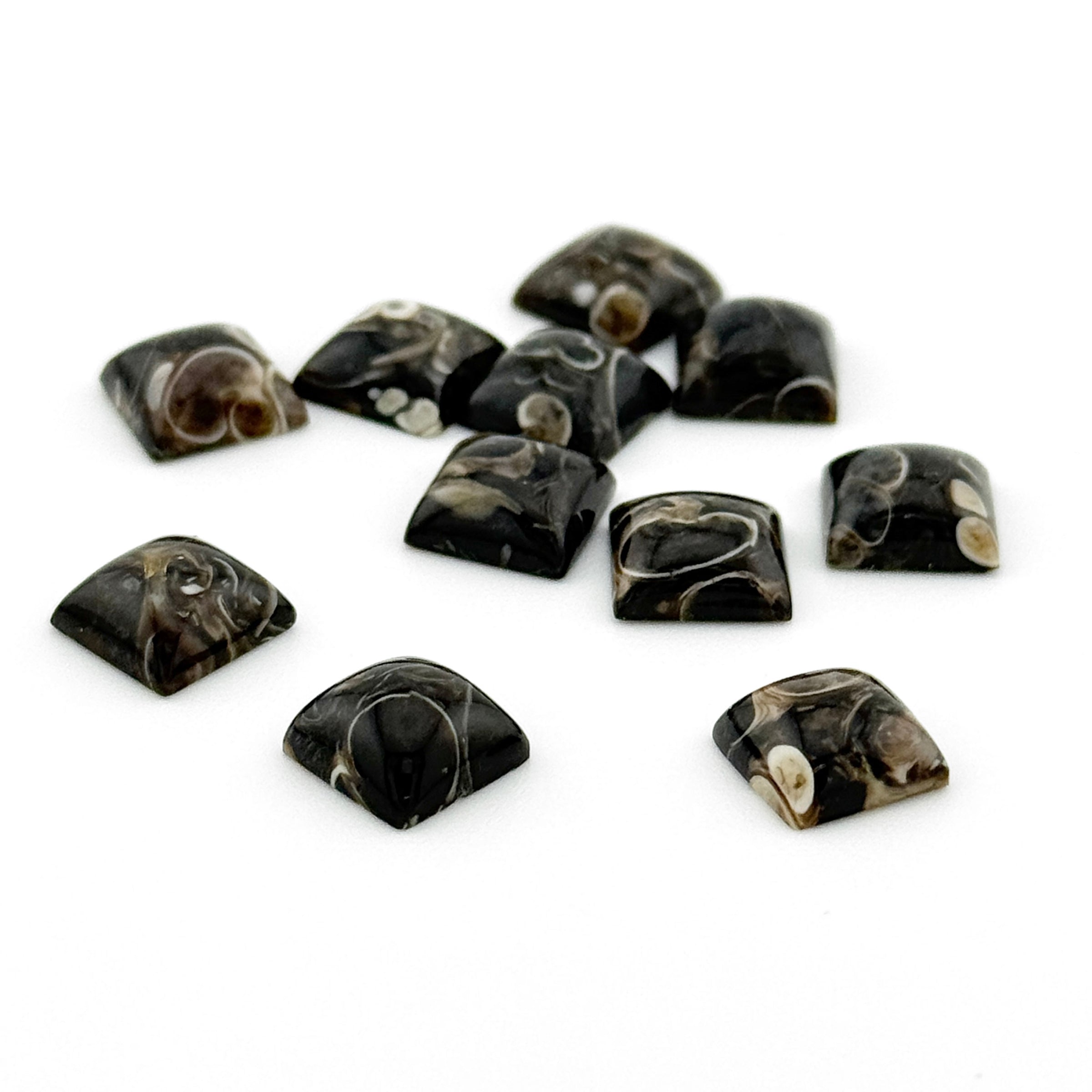 8 to 10mm Wyoming Turritella Agate Square Cabs