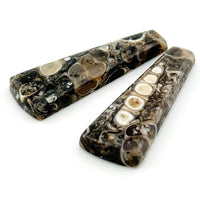 32x12mm Wyoming Turritella Agate Wedge Cabs