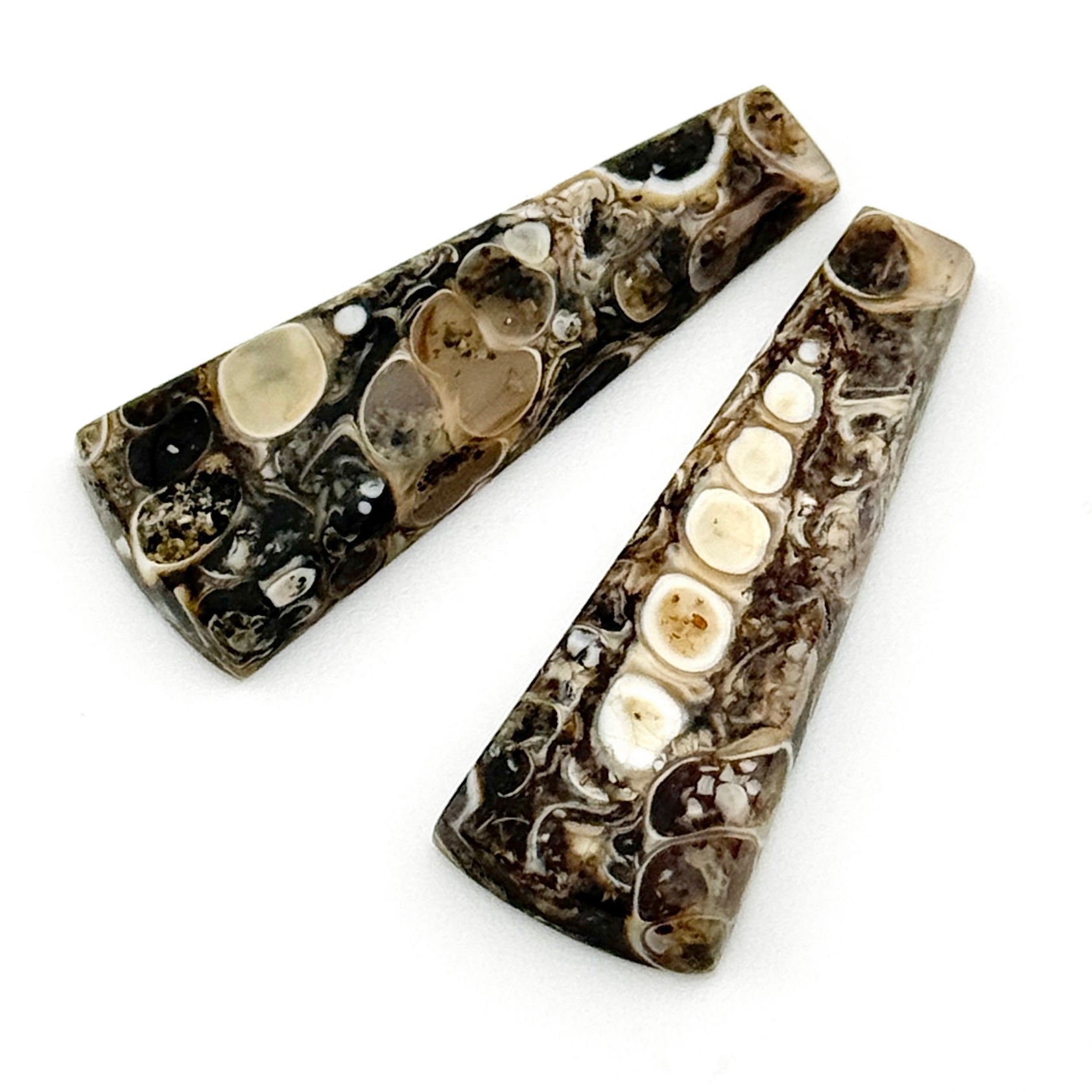 32x12mm Wyoming Turritella Agate Wedge Cabs