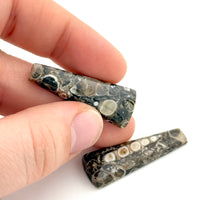 32x12mm Wyoming Turritella Agate Wedge Cabs