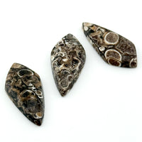 30x13mm Wyoming Turritella Agate Teardrop Cabs