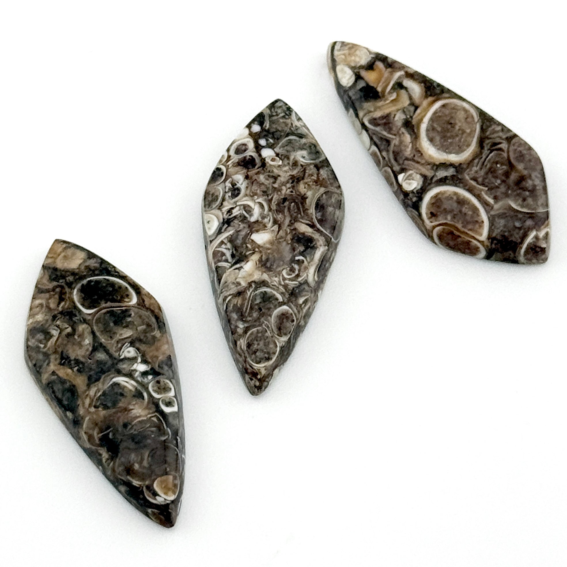 30x13mm Wyoming Turritella Agate Teardrop Cabs
