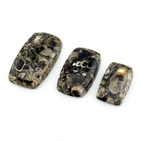 20x12 to 30x17mm Wyoming Turritella Agate Cushion Cabs