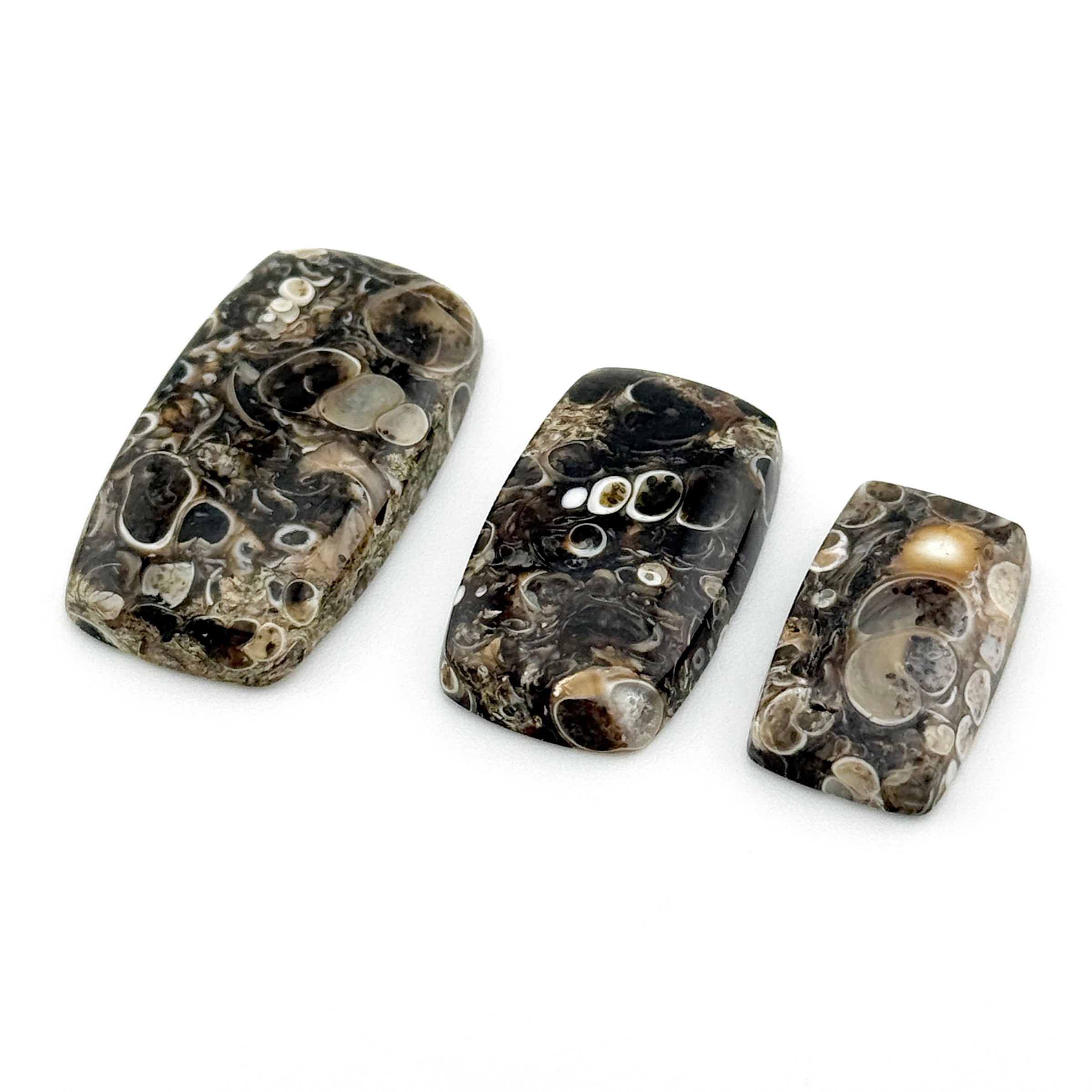 20x12 to 30x17mm Wyoming Turritella Agate Cushion Cabs