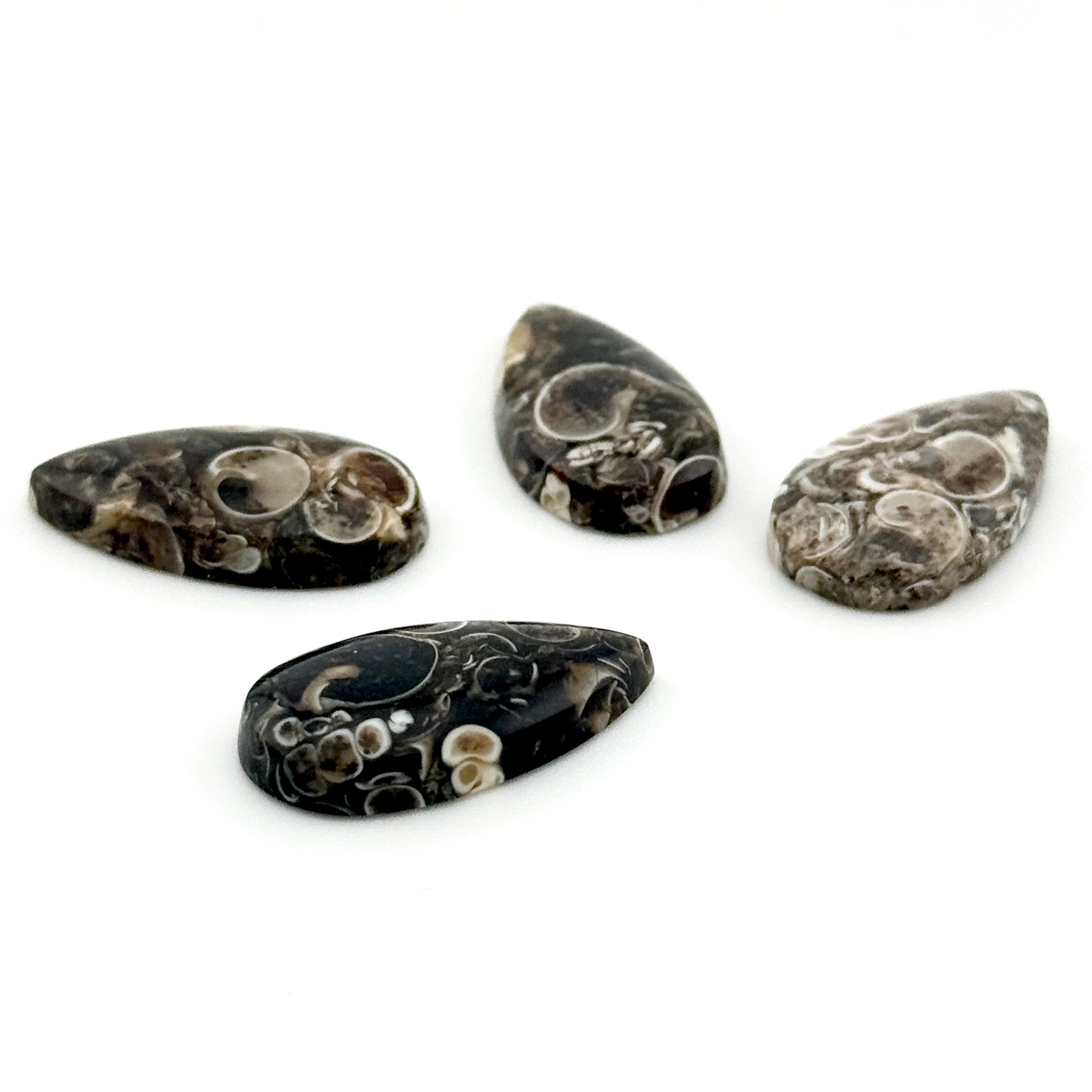 22x12 to 30x15mm Wyoming Turritella Agate Pear Cabs