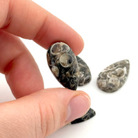 22x12 to 30x15mm Wyoming Turritella Agate Pear Cabs