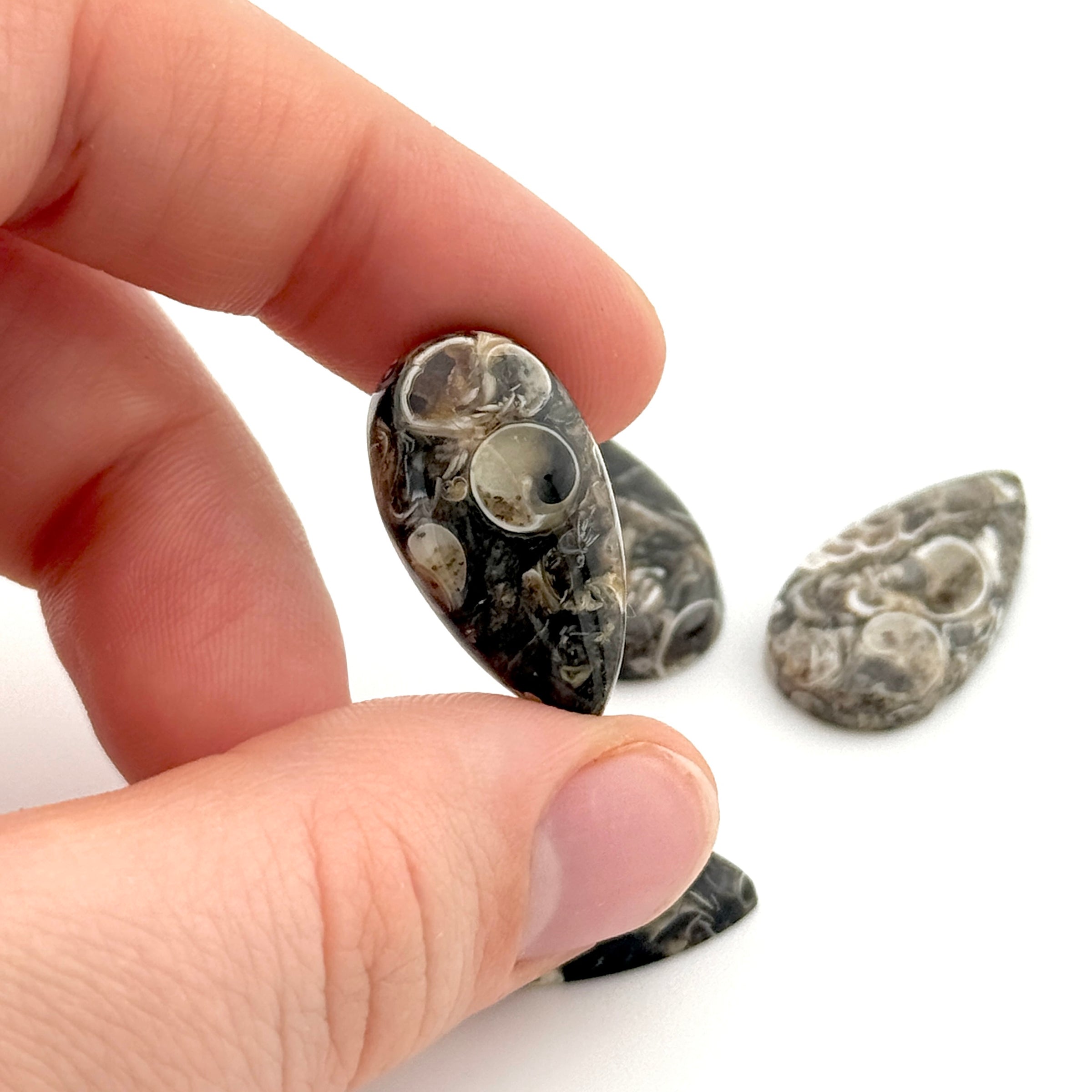22x12 to 30x15mm Wyoming Turritella Agate Pear Cabs