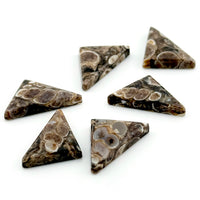 17x14mm Wyoming Turritella Agate Triangle Cabs