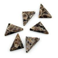 17x14mm Wyoming Turritella Agate Triangle Cabs