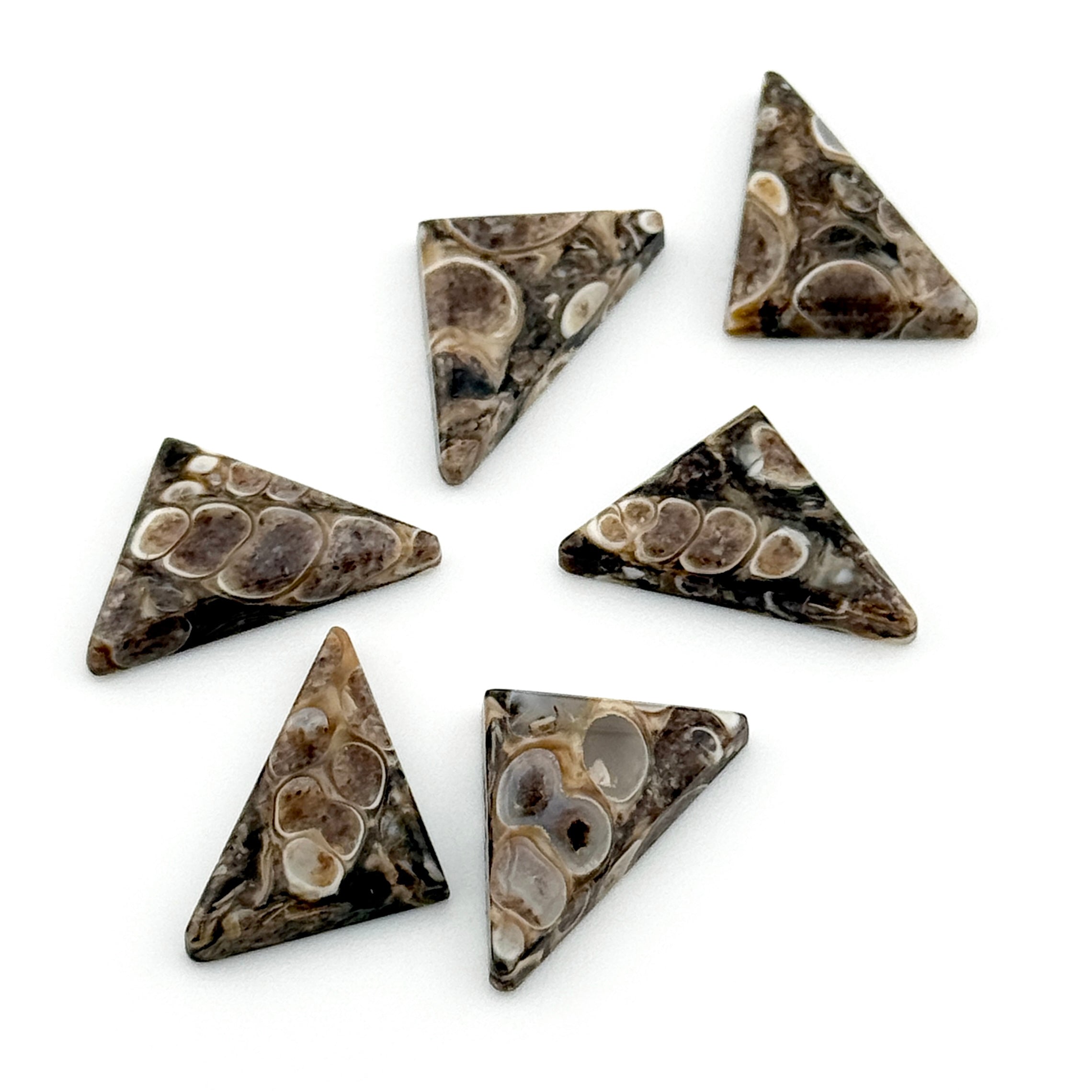 17x14mm Wyoming Turritella Agate Triangle Cabs