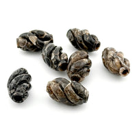 20x12mm Wyoming Turritella Agate Carved Spiral Beads