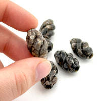 20x12mm Wyoming Turritella Agate Carved Spiral Beads