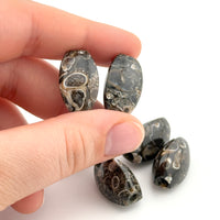 20x12mm Wyoming Turritella Agate Coffee Bean Beads