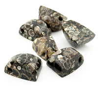 20x15mm Wyoming Turritella Agate Tapered Bevel Beads