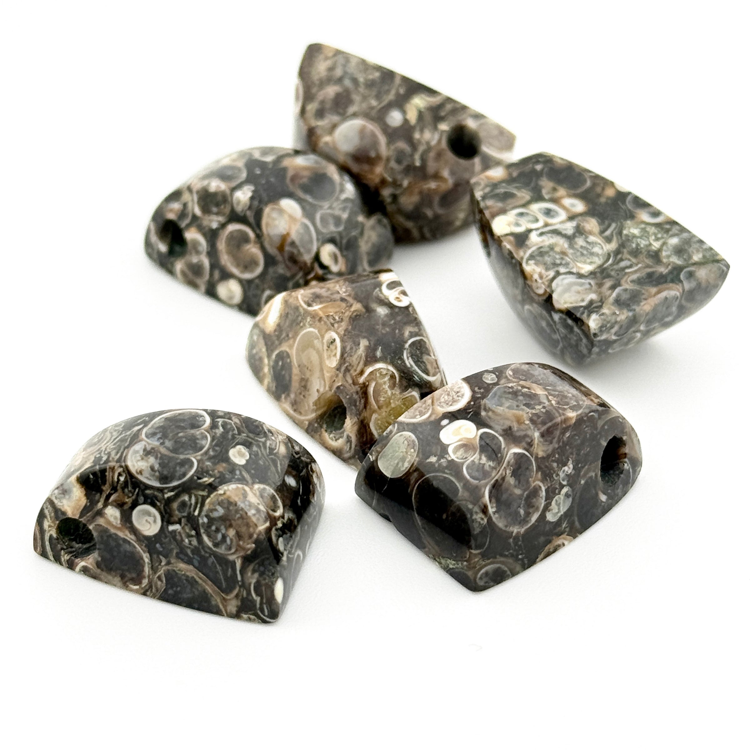 20x15mm Wyoming Turritella Agate Tapered Bevel Beads