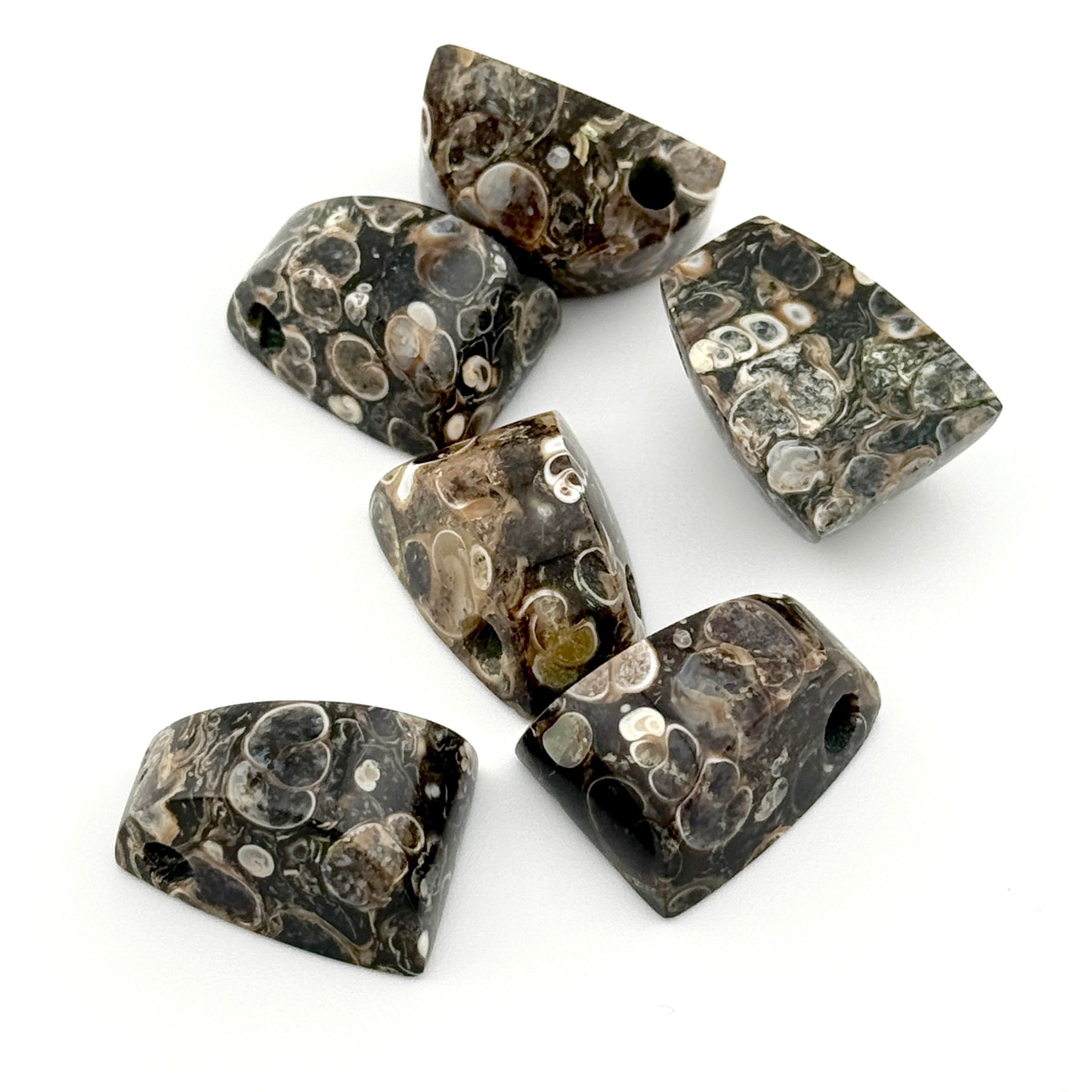 20x15mm Wyoming Turritella Agate Tapered Bevel Beads