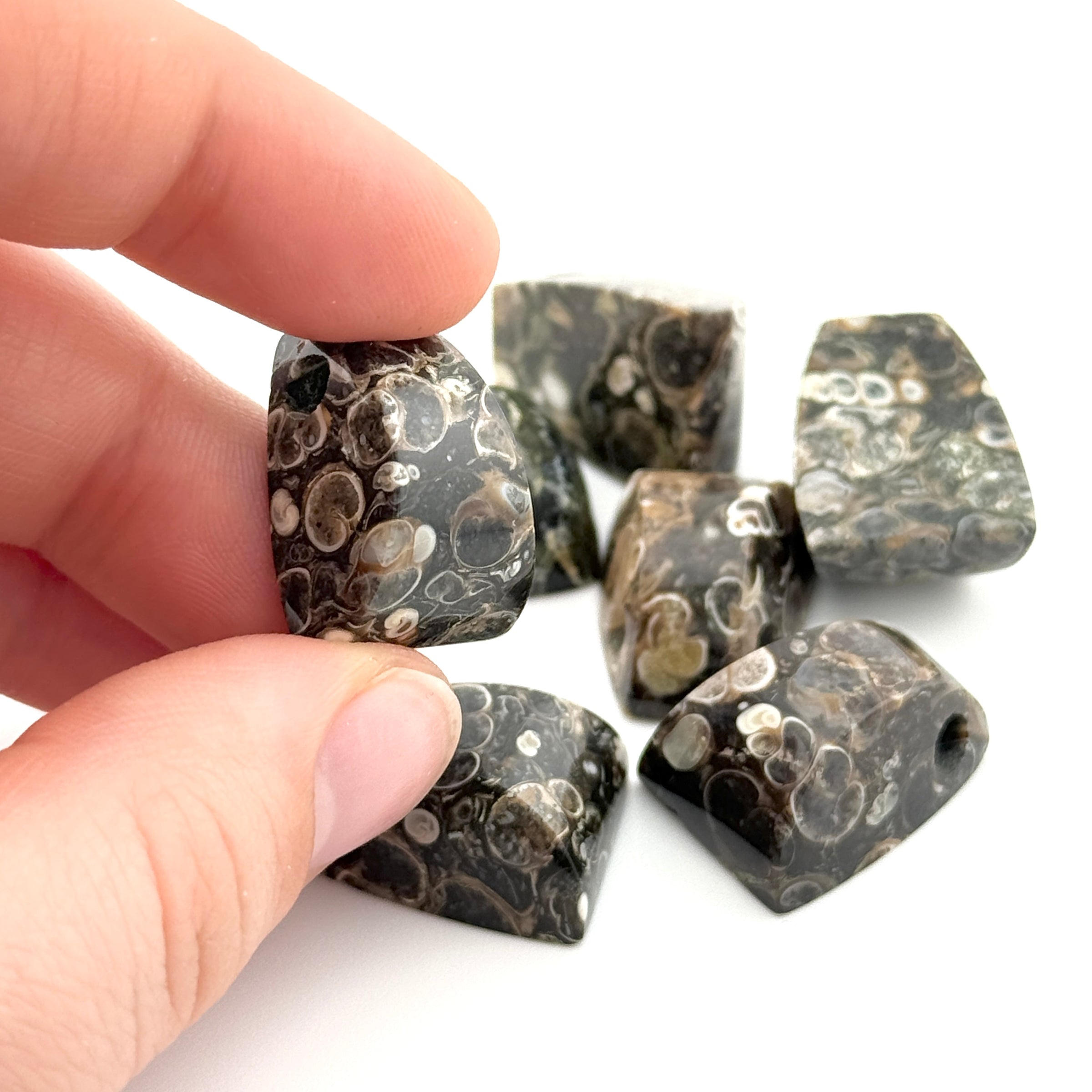 20x15mm Wyoming Turritella Agate Tapered Bevel Beads
