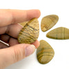 21x13 to 36x23mm Oregon Golden Desert Jasper Asymmetrical Teardrop Cabs