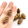 20x12mm Oregon Golden Desert Jasper Carved Spiral Beads