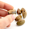 20x12mm Oregon Golden Desert Jasper Coffee Bean Beads