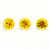 4 to 5.5mm Dark Yellow Montana Sapphire Rounds